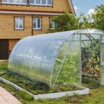 Buy How to grow tomatoes in a greenhouse? When to plant and how to care for them?