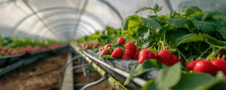 Greenhouse Grant — How to Get a Greenhouse Grant: A Step-by-Step Guide