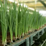 How to grow onions in a greenhouse? When to plant and how to care for them?