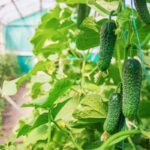 Buy How to grow cucumbers in a greenhouse? When to plant and how to care for them?