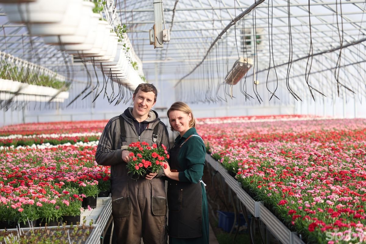 growing carnations in a greenhouse