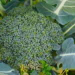 Buy How to grow broccoli in a greenhouse? When to plant and how to care for it?