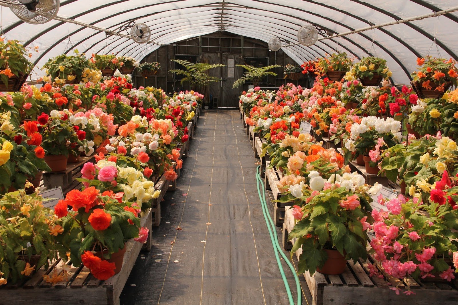 growing carnations in a greenhouse