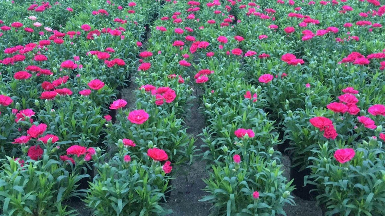 growing carnations in a greenhouse