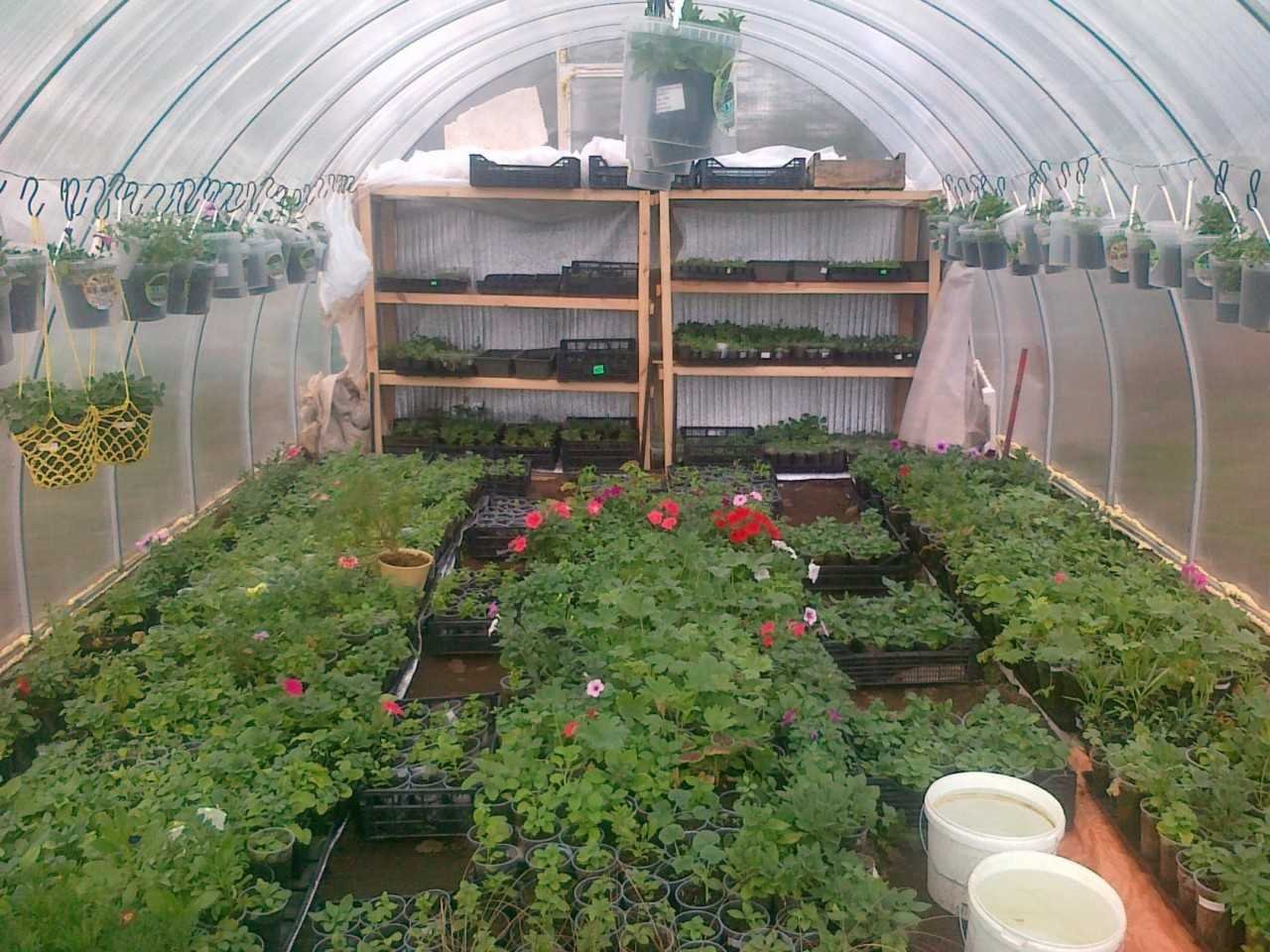 growing carnations in a greenhouse