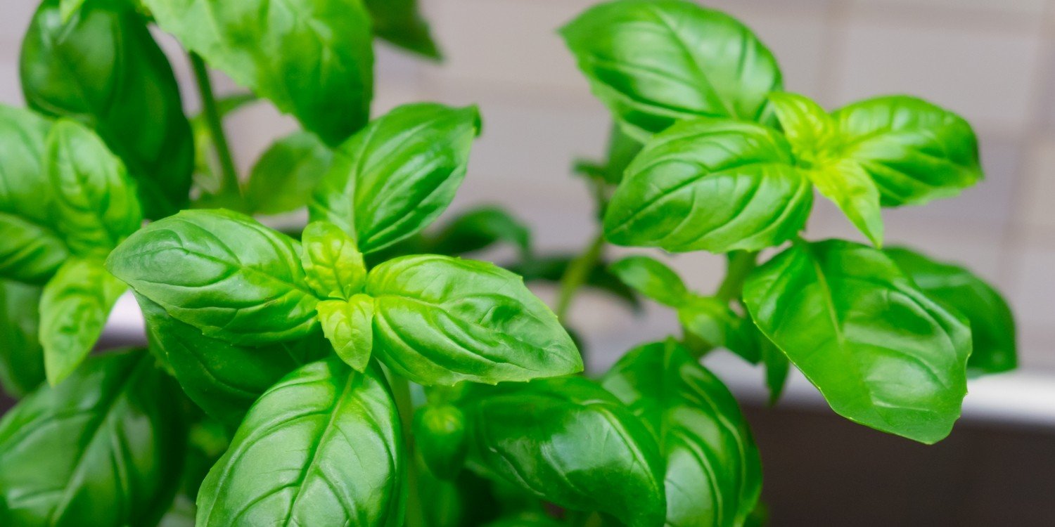 basil in a greenhouse