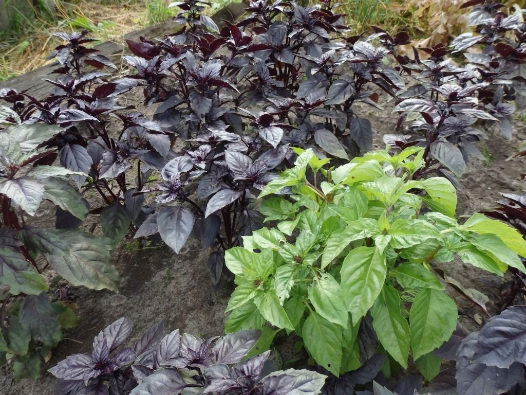 basil in a greenhouse