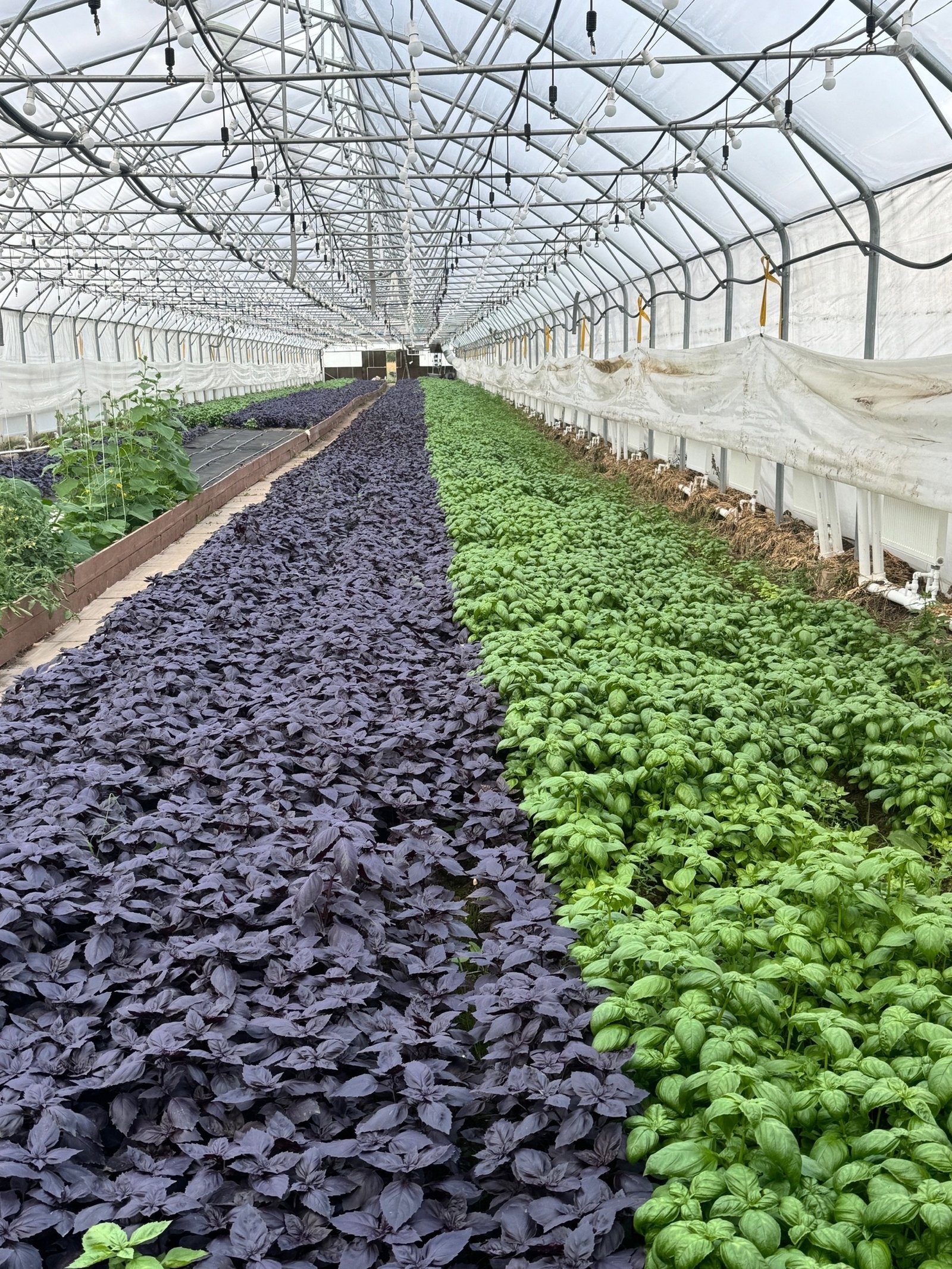 basil in a greenhouse