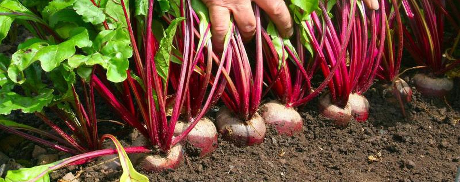 Вирощування буряків у теплиці своїми руками