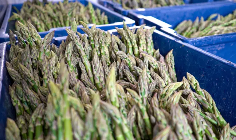 Growing Asparagus in a Greenhouse: A Complete Guide to Planting and Care