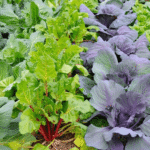Buy Growing Beets in a Greenhouse: A Complete Guide to Planting and Care