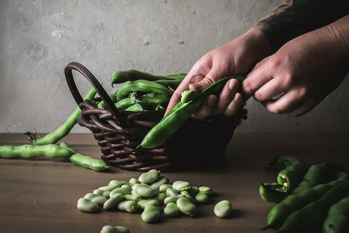 beans in a greenhouse