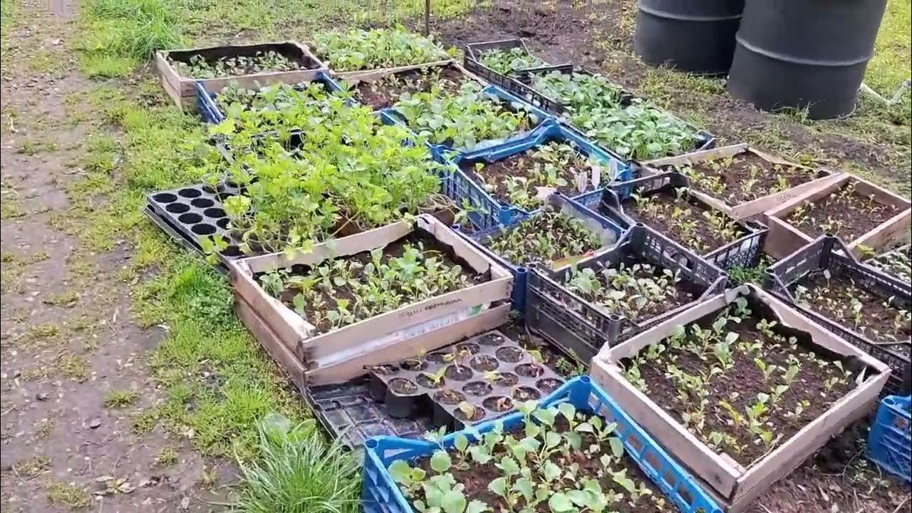 beans in a greenhouse