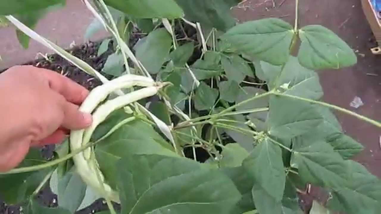 beans in a greenhouse