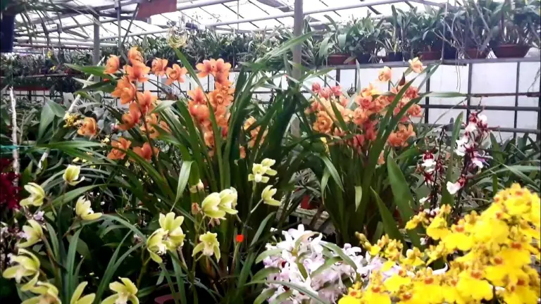 Growing Orchids in a Greenhouse: From a Cherished Dream to Blooming Splendor