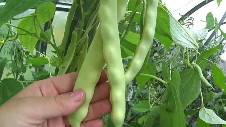 Growing Beans in a Greenhouse: From Dreaming of Crispy Pods to a Bountiful Harvest