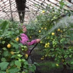 Купить Выращивание лимона в теплице: от солнечного цветка к золотому плоду
