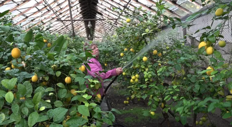 Growing Lemon in a Greenhouse: From a Sunny Flower to a Golden Fruit