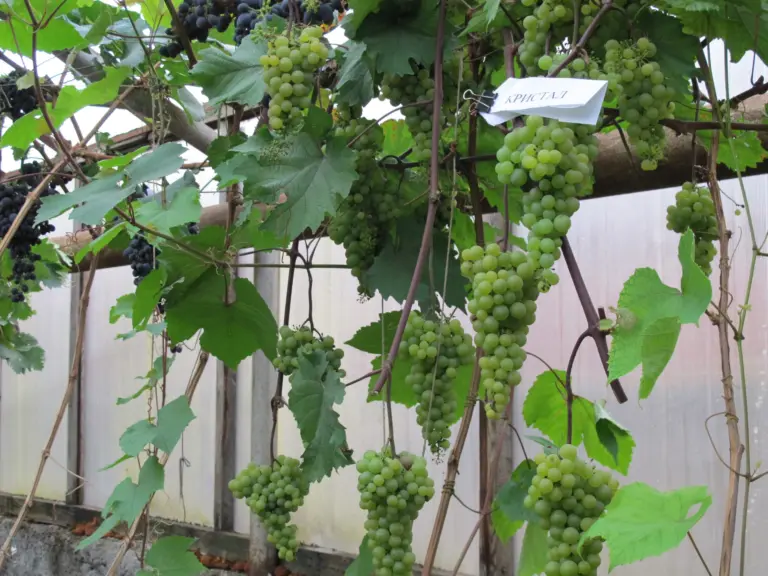Growing Grapes in a Greenhouse: From Sunny Vines to Amber Clusters
