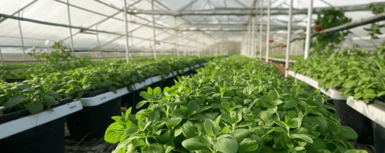 Growing Thyme in a Greenhouse: Secrets to a Fragrant Harvest All Year Round