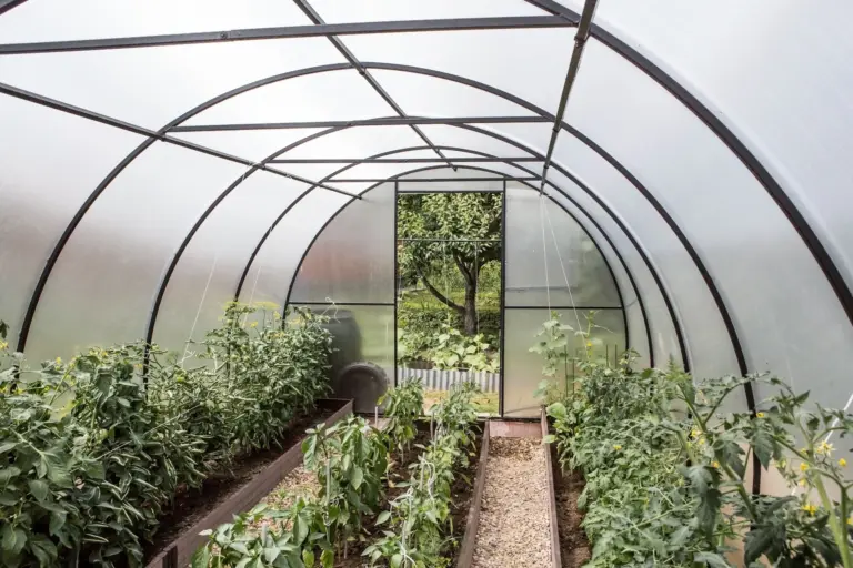 What Height Greenhouse Is Best: A Complete Guide for Pros and Hobbyists