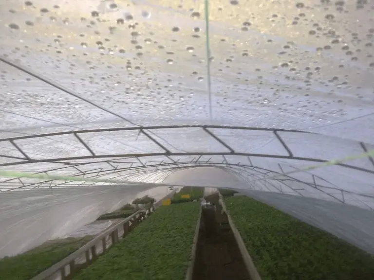 What shape of greenhouse is better: detailed analysis, technical details and comparison