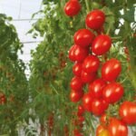 Купить Какая должна быть теплица для помидор и как ее выбрать?