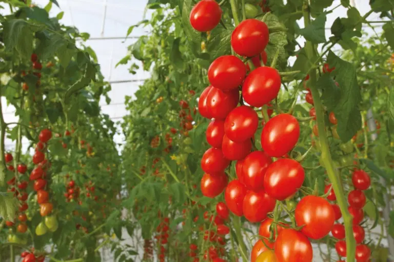 What kind of greenhouse should a tomato grow in and how to choose one?