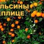How to grow oranges in a greenhouse? When to plant and how to care for them?