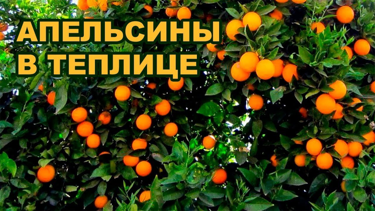 Як вирощувати апельсини у теплиці? Коли висаджувати та як доглядати?