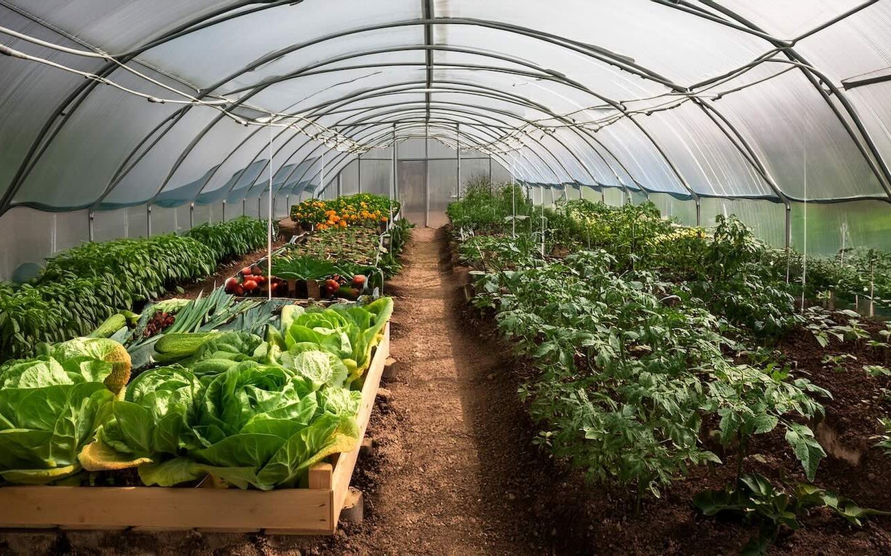 зменшити вологість у теплиці без втрати тепла