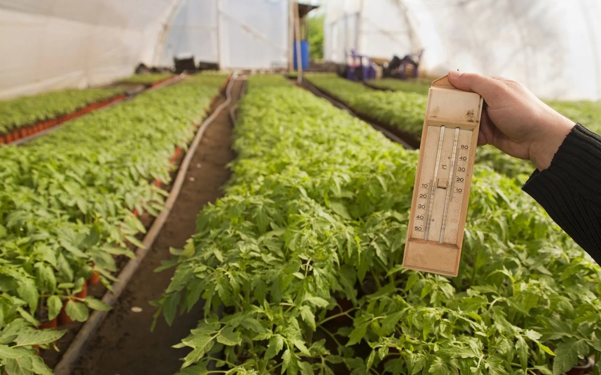 зменшити вологість у теплиці без втрати тепла