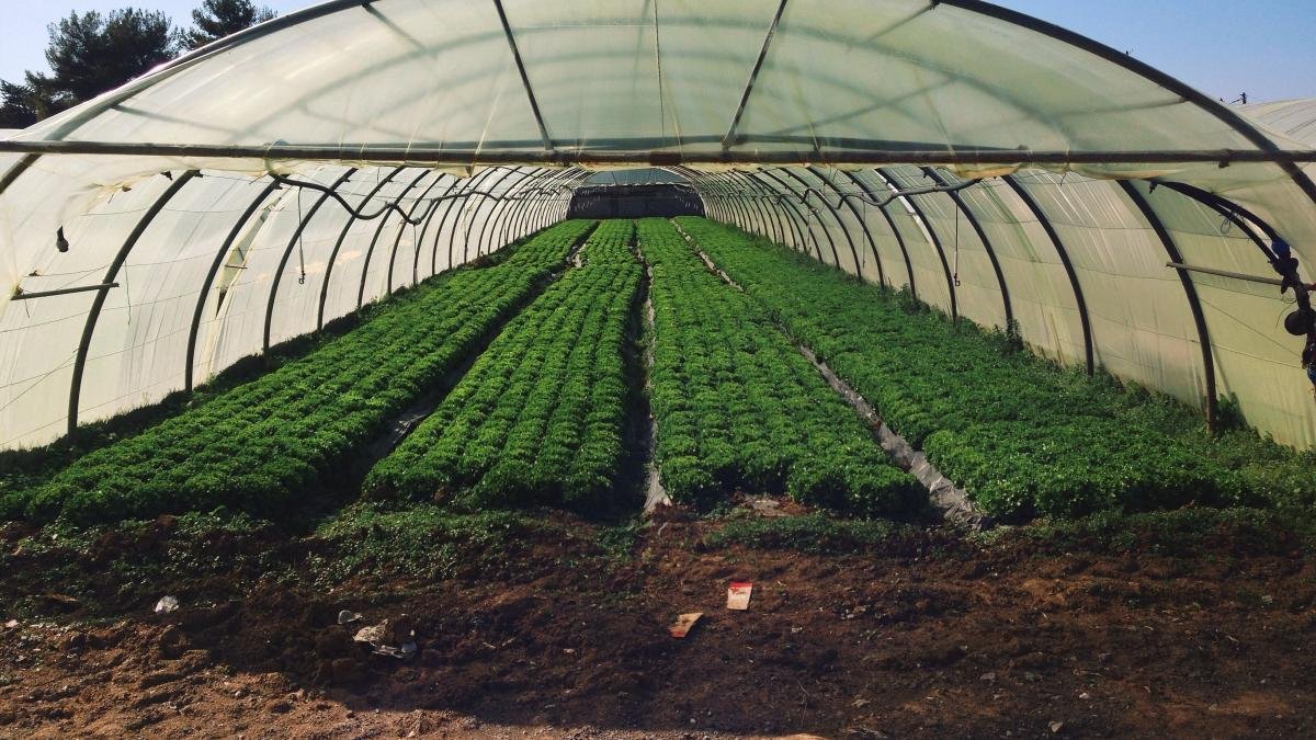 точка роси в теплиці