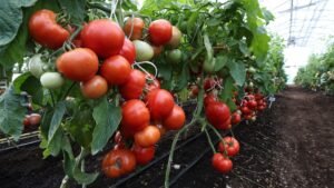 прибыльный тепличный бизнес