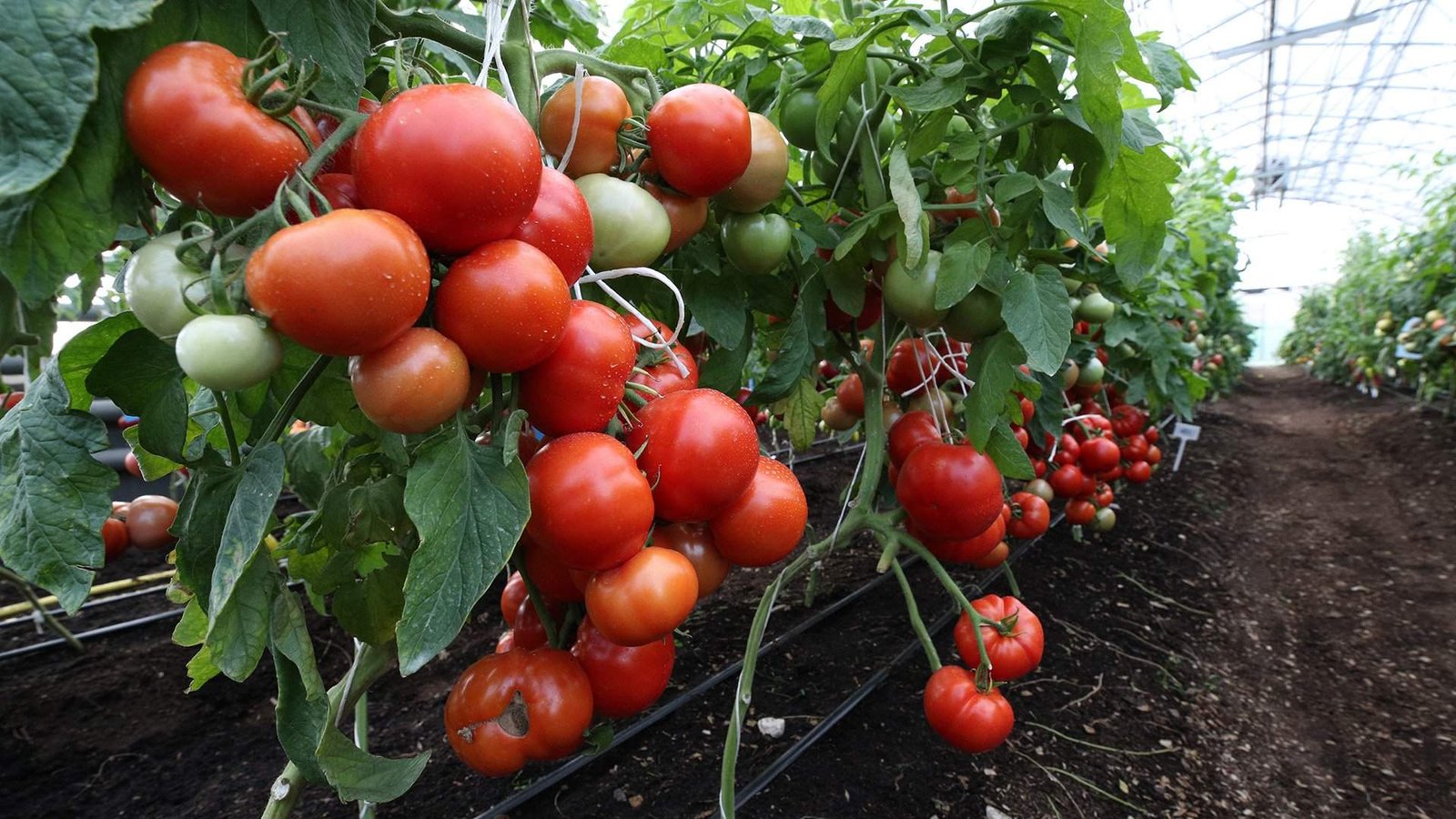 точка роси в теплиці