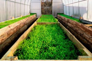 доходный тепличный бизнес