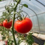 Купити Як контролювати точку роси в теплиці?