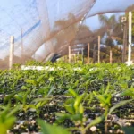 Купить Как настроить микроклимат в теплице для ранней рассады?