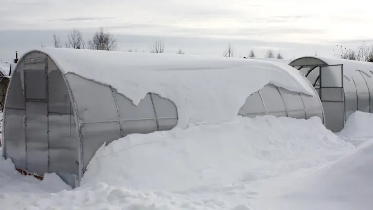 How to properly treat a greenhouse in the off-season: A complete expert guide