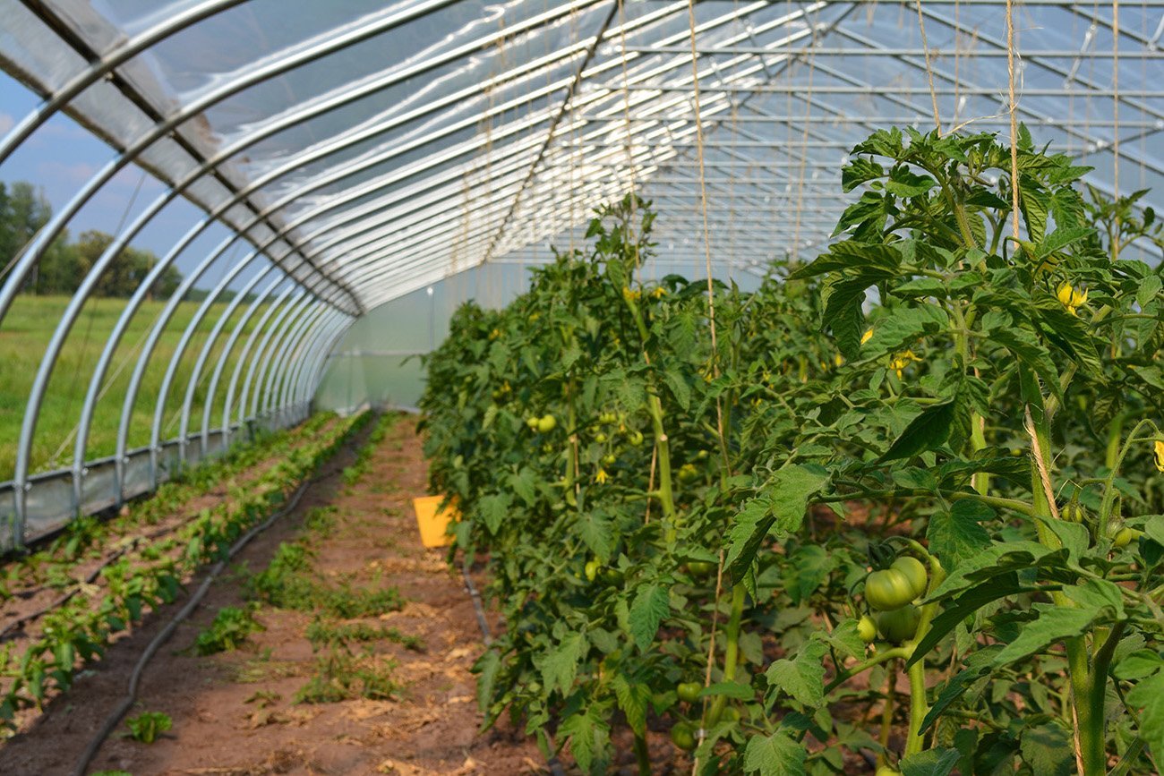 микроклимат в теплице для ранней рассады