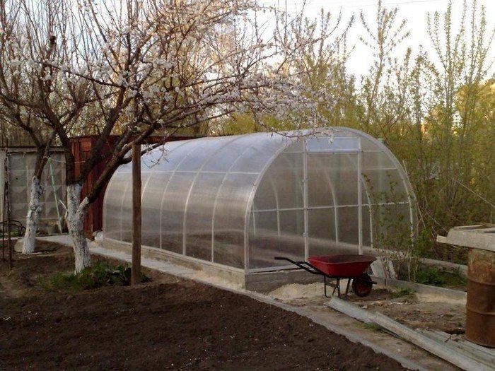 How to prevent moles and rodents from digging up the greenhouse