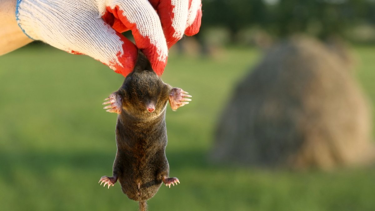 How do you keep moles and rodents from digging up your greenhouse? 