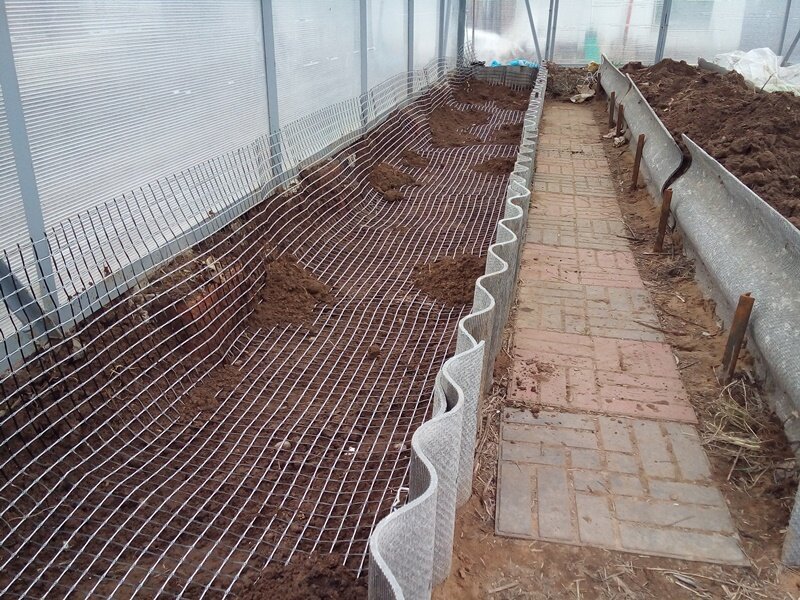 How to prevent moles and rodents from digging up the greenhouse