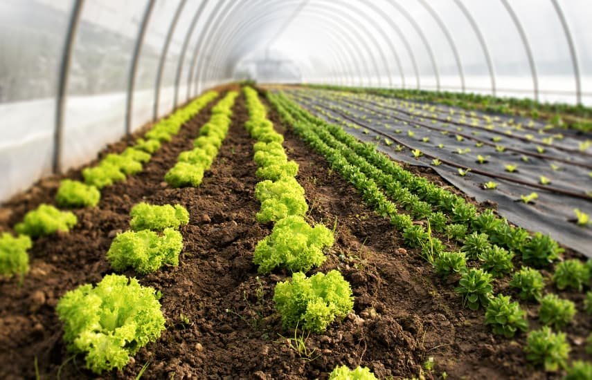 How to prevent moles and rodents from digging up the greenhouse