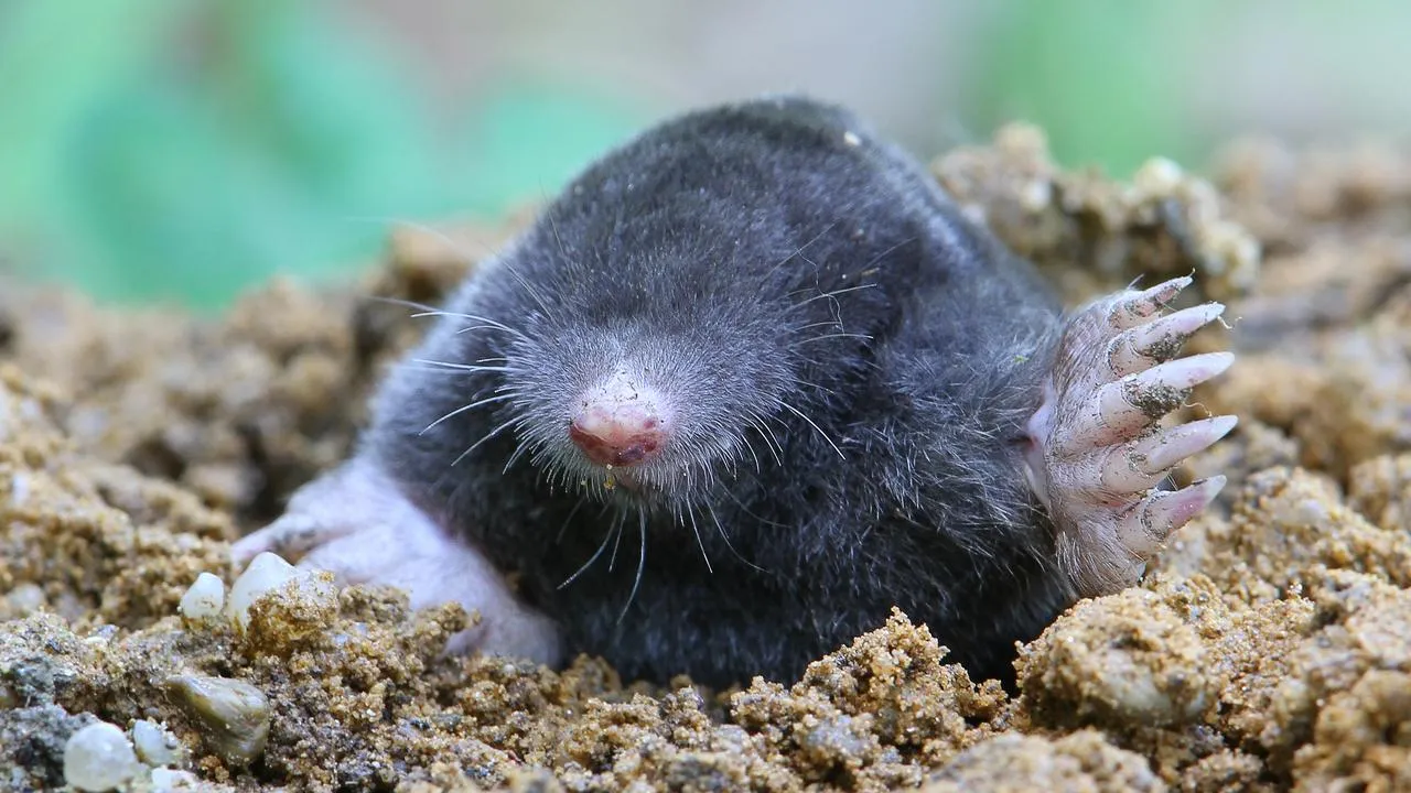 How to prevent moles and rodents from digging up the greenhouse