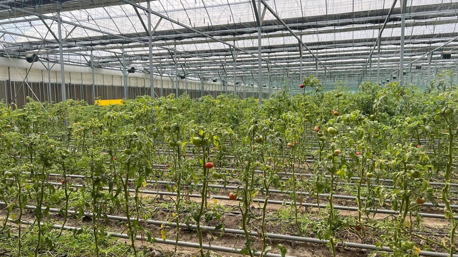 Прибыль с теплицы