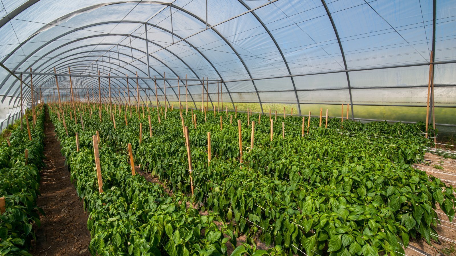 Прибыль с теплицы